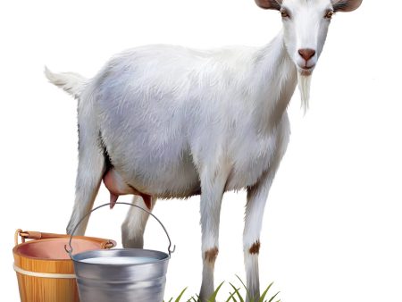 Morning Goat Milking For Cheap