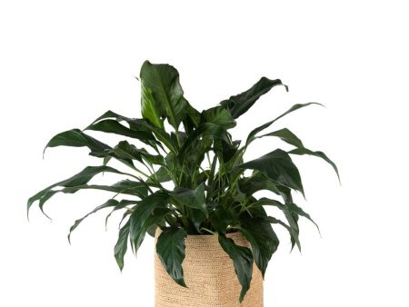 Tanora Kiazo Planter Large - Natural For Sale